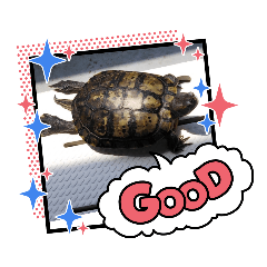 [LINEスタンプ] ふれすた