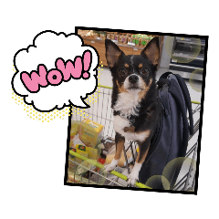 [LINEスタンプ] Abby's stickers 1 ツンデレ犬チワワのAbby