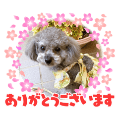[LINEスタンプ] ハローりんちゃんスタンプ2