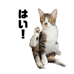 [LINEスタンプ] 仲良しニャン子のスタンプです！