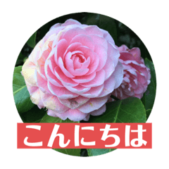 [LINEスタンプ] お花の贈り物（日常挨拶・敬語）