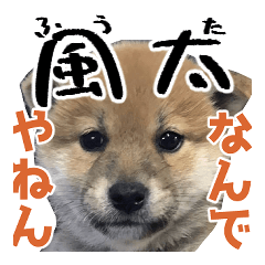 [LINEスタンプ] 柴犬風太