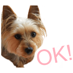 [LINEスタンプ] ヨークシャーテリアのレオくん