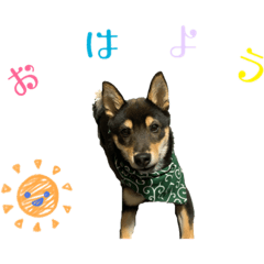 [LINEスタンプ] 黒柴犬とろろの日常