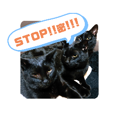 [LINEスタンプ] 猫の日常の呟き