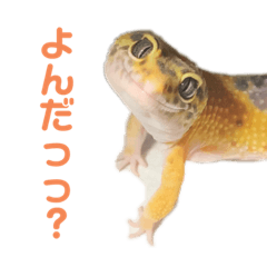 [LINEスタンプ] ヒョウモントカゲモドキのオムライス 3