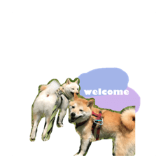 [LINEスタンプ] 豆柴のいる生活①