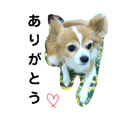 [LINEスタンプ] うちのチワワ娘