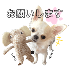 [LINEスタンプ] チワワのてん1