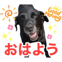 [LINEスタンプ] れんくんスタンプ（1）