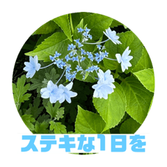 [LINEスタンプ] あじさいさい