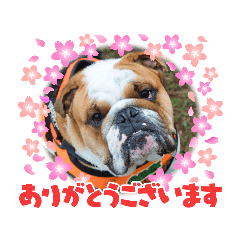 [LINEスタンプ] ブルドッグ蘭丸スタンプ