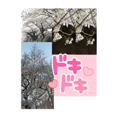 [LINEスタンプ] ふぉ〜と