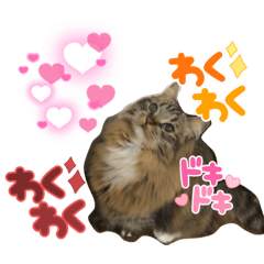 [LINEスタンプ] 短足マンチカンのクリスタちゃん♀9