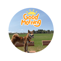 [LINEスタンプ] 柴犬今日のはち君（一年中使えるスタンプ）