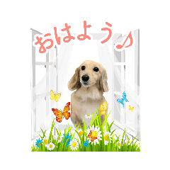 [LINEスタンプ] ダックスめいちゃんの日常スタンプ