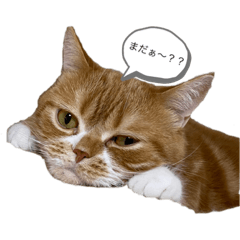 [LINEスタンプ] うに猫のひと言①