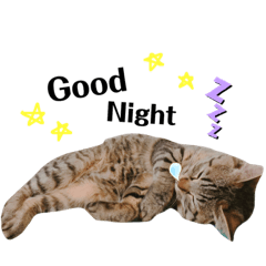 [LINEスタンプ] 猫のろーずちゃん