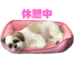 [LINEスタンプ] シーズー犬 パンナ