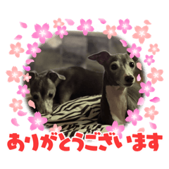 [LINEスタンプ] イタグレ！！ラオ＆祭の日常