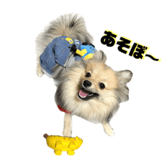 [LINEスタンプ] ポメラニアンのきなこ☆