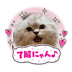 [LINEスタンプ] 可愛い猫の実写スタンプ