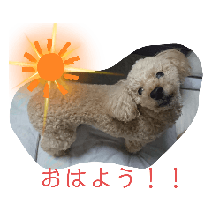 [LINEスタンプ] そばにいるよ♥️2トイプードル