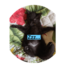 [LINEスタンプ] 黒猫かぼす