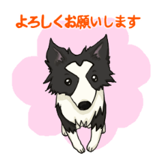 [LINEスタンプ] 白黒雑種わんこの敬語スタンプ