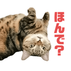 [LINEスタンプ] スーパー短足猫マンチカンみみたそスタンプ