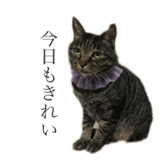 [LINEスタンプ] くむくろくくのスタンプ