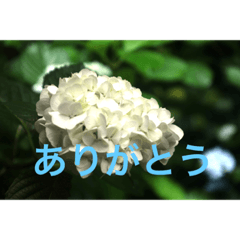 [LINEスタンプ] あじさい写真