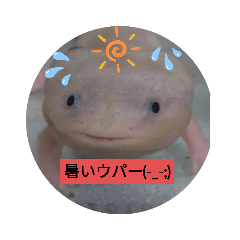 [LINEスタンプ] ウーパールーパー 日常 （夏系多め）