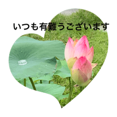 [LINEスタンプ] 大切な人に送る花束スタンプ