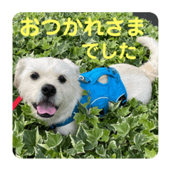 [LINEスタンプ] あいづち上手！ペキチワぶんた5（修正版）