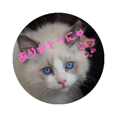 [LINEスタンプ] ふだんづかいのラグドールのラムニャン