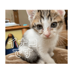 [LINEスタンプ] イナコ