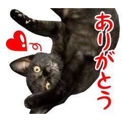 [LINEスタンプ] 黒猫ラムの表情豊かなスタンプ