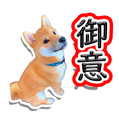 [LINEスタンプ] 柴犬マメタのスタンプ
