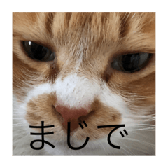 [LINEスタンプ] つぶやくドロちゃん