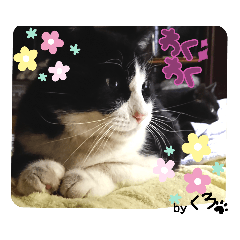 [LINEスタンプ] 保護猫黒ちゃんの日課(仮)