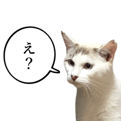 [LINEスタンプ] 近所のノラさんズ
