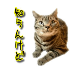 [LINEスタンプ] アメリカンショートヘアのちょこ にゃ♪③