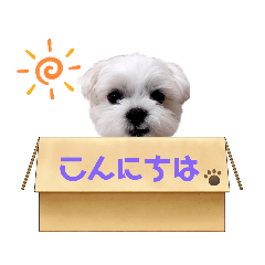 [LINEスタンプ] チロさんのカワイイスタンプ