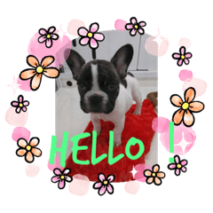 [LINEスタンプ] ぶるちゃんすたんぷ2