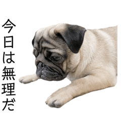 [LINEスタンプ] パグ集 会話編