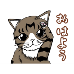 [LINEスタンプ] うちのもちねこ