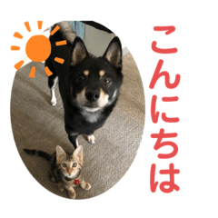 [LINEスタンプ] 黒柴犬と猫の日常スタンプ