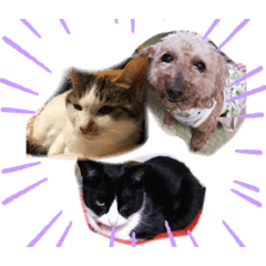[LINEスタンプ] もかぽわんすみれスタンプ