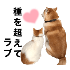 [LINEスタンプ] 柴犬と猫①
